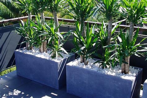 Planting, growing and pruning pittosporums. Troughs planted with tall Yucca's create privacy # ...
