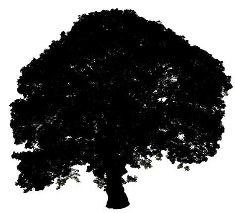Tree Silhouette Free Stock Photo Public Domain Pictures