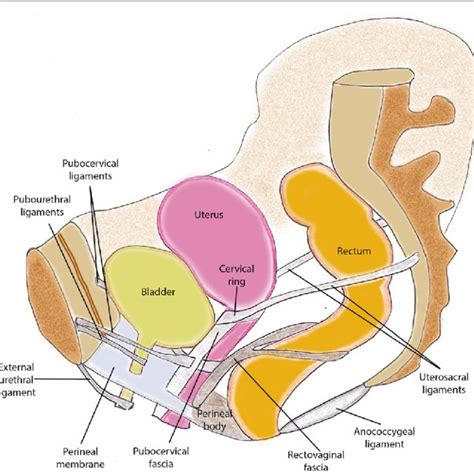 Anatomic Levels Of Pelvic Fl Oor Supports A Diagrammatic