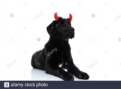 Bad Labrador Retriever Dog Wearing Devil Horns And Lying Down Against