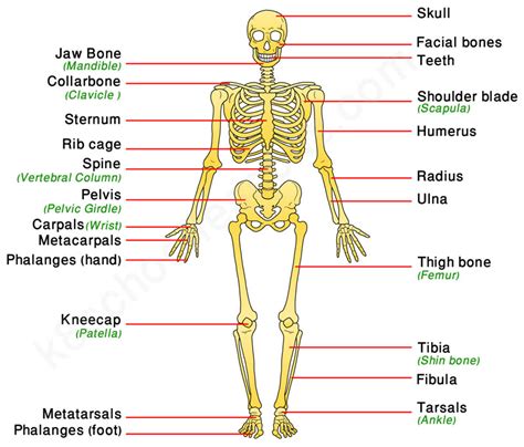 Human Skeletal System Human Body Facts Skeleton