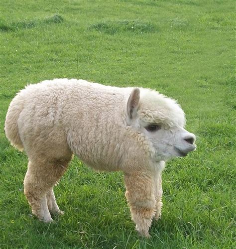 25 Animals Without Necks. The Results Are Hilarious
