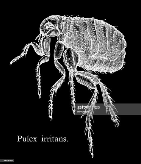 Old Engraved Illustration Of Human Flea Or House Flea High Res Stock
