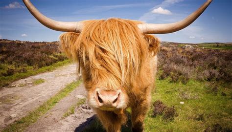 Highland Cattle Breed Everything You Need To Know