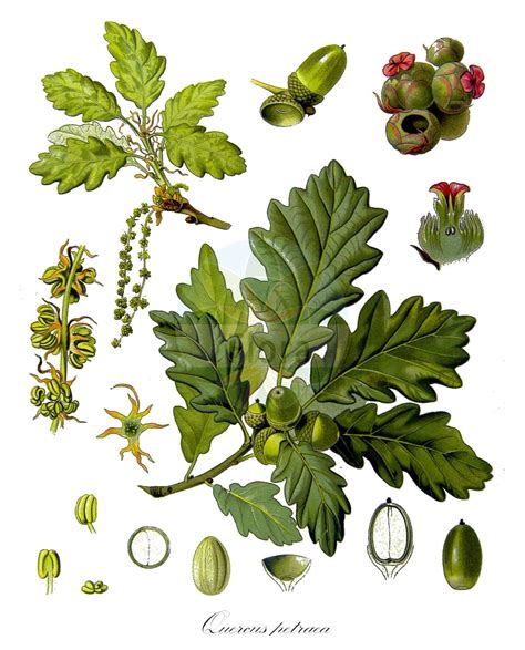 Fagaceae