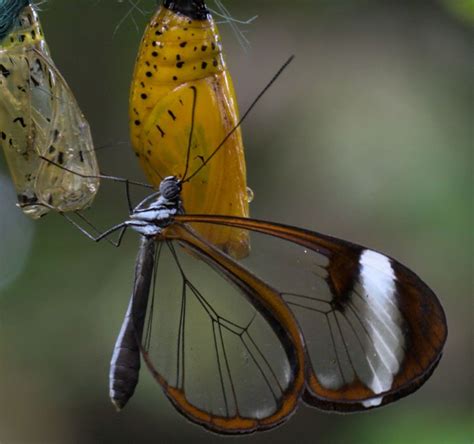 Glasswing And Chrysalis At The Felinwynt Rain Forest Center