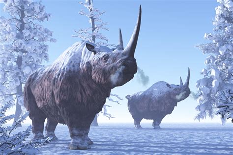 Woolly Rhino Defrosted After More Than 25000 Years