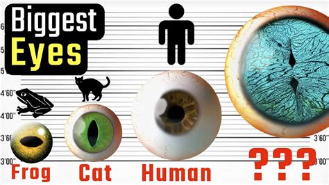 Eyeballs Size Comparison Biggest Animal Eye Youtube