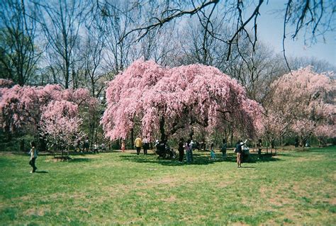 Cherry Blossom Grove Weeping Cherry Tree Cherry Blossom Brook Park