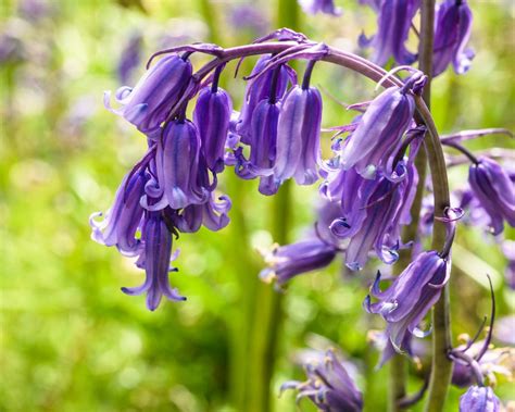 Growing Bluebells How To Plant And Care Blossom Wizard