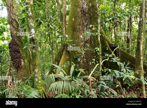 Large Tree With Buttress Roots In Primary Tropical Rainforest Ecuador