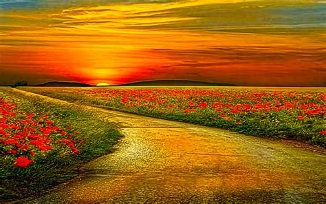 sunset road images | Leading To Sunset, beauty, field, flowers, path, road, sky, sunset | Sunset ...