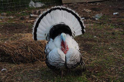 Male Turkey Strut Free Stock Photo Public Domain Pictures