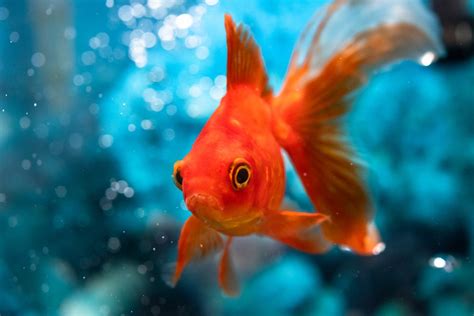 Comment Changer L'eau D'un Aquarium Poisson Rouge - Poisson rouge en aquarium : quelle est la température de l'eau idéale