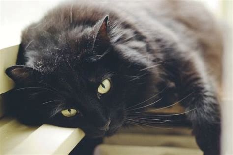 Beautiful, interesting, and majestic cats of the internet. photogenic felines | Fluffy black cat, Black cat aesthetic ...