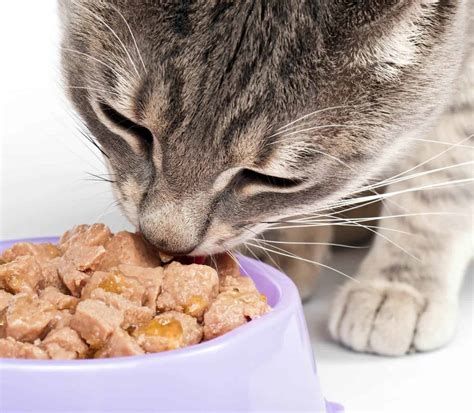 Most mother cats will suckle their kittens until about eight weeks of age. 5 Best Indoor Cat Foods - 2019 Buyer's Guide & Reviews