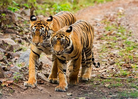 Game Drives In Ranthambhore India Audley Travel