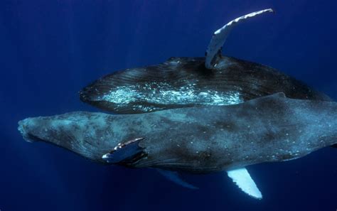 humpback whales caught having gay sex on camera make history