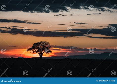 Single Acacia Tree At Sunrise In The Masai Mara Kenya Silhouette