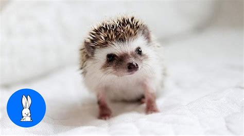 Cute Little Hedgehogs Compilation Try Not To Aww Youtube