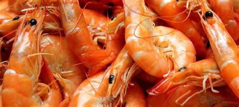 And also disliked eating alive. Rules on eating Sea Creatures: Shrimp and Prawns are Halal ...