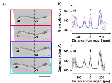 Figure S5 Quantification Of Striped Rugal Expression A In Situ