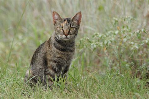 Plan your texas hill country vacation. Hill Country Kitty (Feral Cats) | Howard Cheek Photography