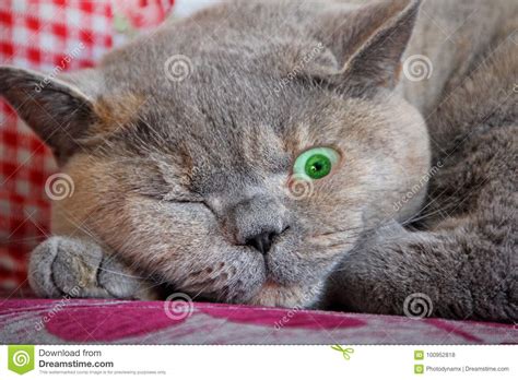 Beady One Eye Cat Open Stock Photo Image Of Moggie 100952818