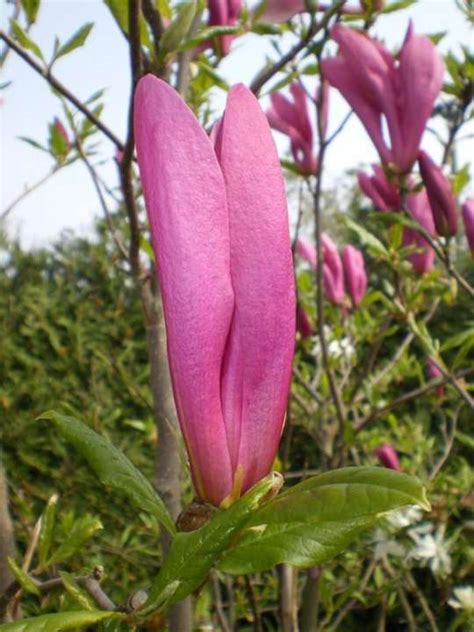 What kind of flower is a lespedeza plant? Specimen Shrubs - Provender Nurseries - Wholesale Nursery ...