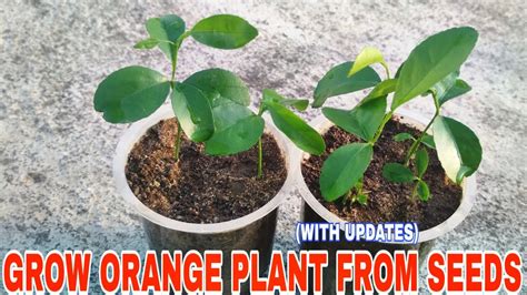 How To Grow Orange Tree From Seeds Youtube