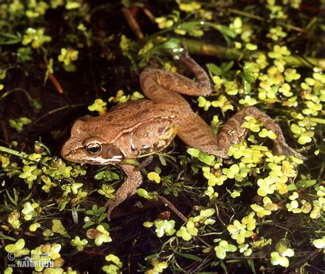 Common Grass Frog Photos Common Grass Frog Images Nature Wildlife