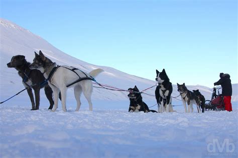Dog Sledding Svalbard Norway Worldwide Destination Photography And Insights