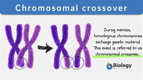 Chromosomal Crossover Definition And Examples Biology Online Dictionary