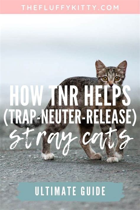 How Trap Neuter Release Tnr Helps Out Stray Cats The Fluffy Kitty