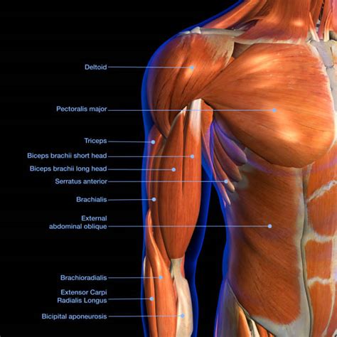 30 Labeled Arm Muscles Stock Photos Pictures And Royalty Free Images
