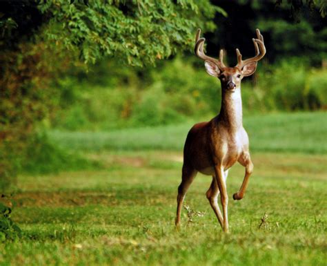 Maryland Deer Archery Season Opens September 9