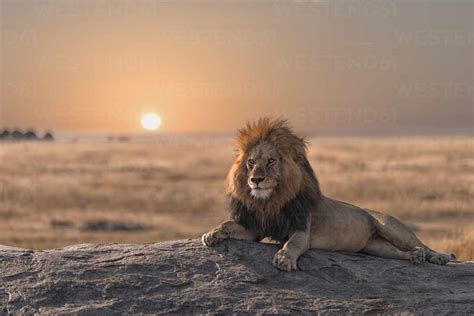 Lion Sitting Against Sky During Sunset Stock Photo