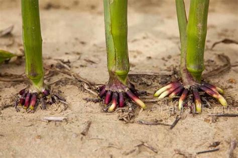 Blackberry can easily go a foot to a foot and a half deep even in clay soils. Iowa Corn: How Fast and Deep Do Roots Grow? | AgFax