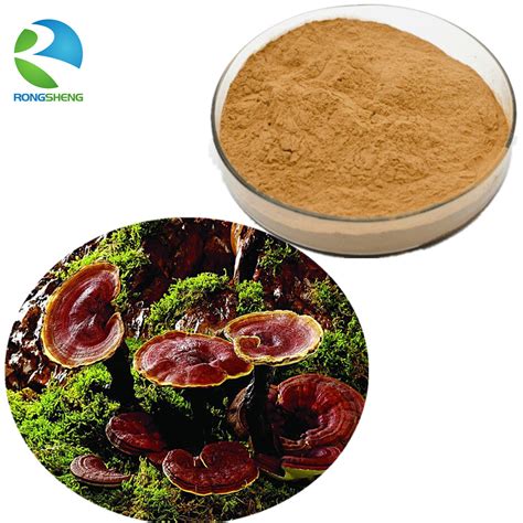 Natural Extract Spore Powder Ganoderma Lucidum Buy Ganoderma Lucidum