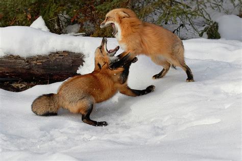 Red Foxes Fighting In Winter Captive Photograph By Adam Jones