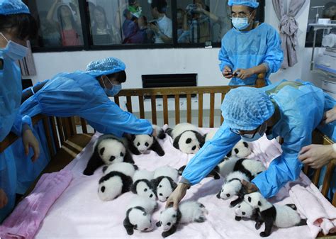 Panda Research Center Shows Off 14 Baby Pandas Scitech Gma News Online