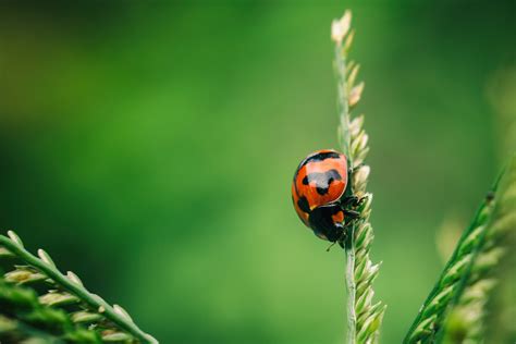 Red And Black Ladybird On Wheat Hd Wallpaper Wallpaper Flare