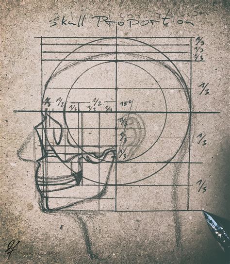 Artstation Skull Proportion