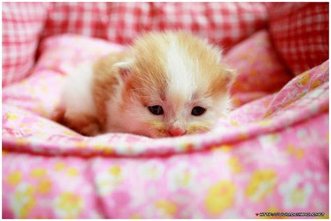 Lovely Kitty Babies Pets And Animals Photo 17269471 Fanpop
