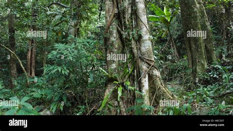 Rainforest Interior On Wuzhi Shan Hainan China Stock Photo Alamy