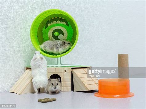 Cute Dwarf Hamster Photos And Premium High Res Pictures Getty Images