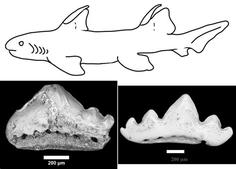 A Chance Discovery Reveals A Rich Fossil Shark Record From The