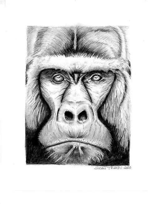 Aggregate More Than 74 Pencil Sketch Of Monkey Best Vn