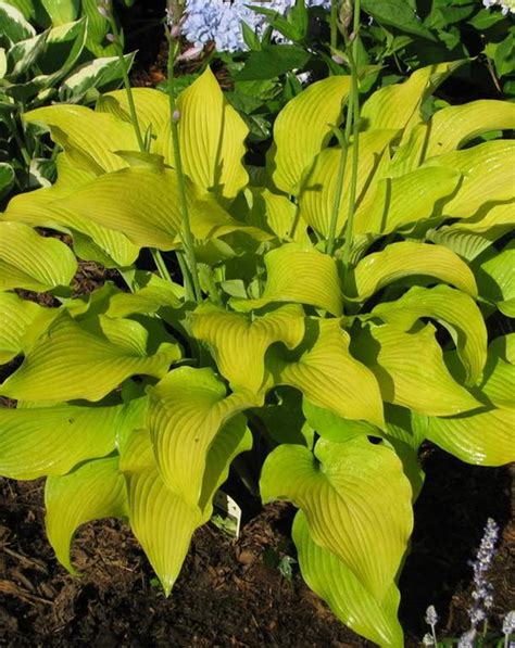 Sun Power Hosta Jeffries Nurseries