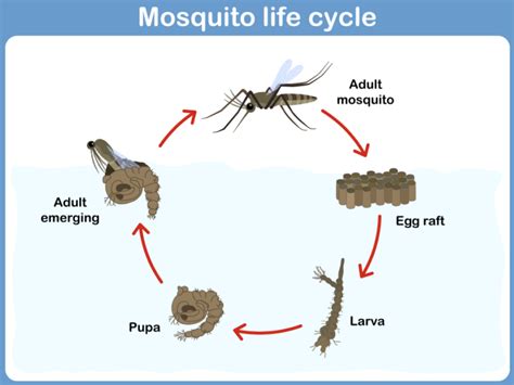 The Life Cycle Of A Mosquito Mosquito Exterminator Company Austin